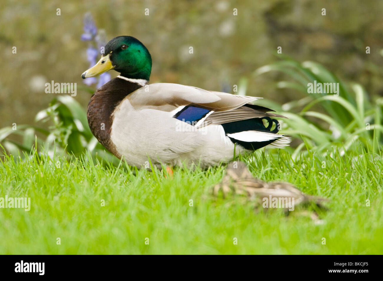 Maschio e femmina Mallard Duck Anas platyrhynchos, passeggiate sull'erba. Foto Stock