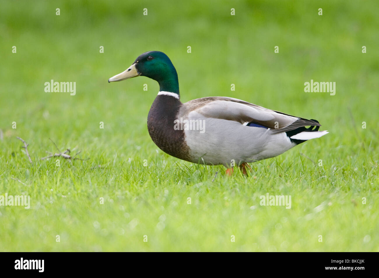 Maschio di Mallard Duck Anas platyrhynchos, passeggiate sull'erba Foto Stock