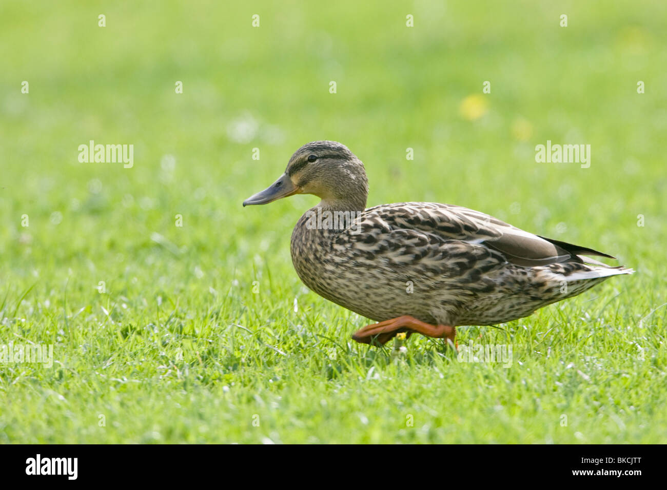 Femmina Mallard Duck Anas platyrhynchos, passeggiate sull'erba. Foto Stock