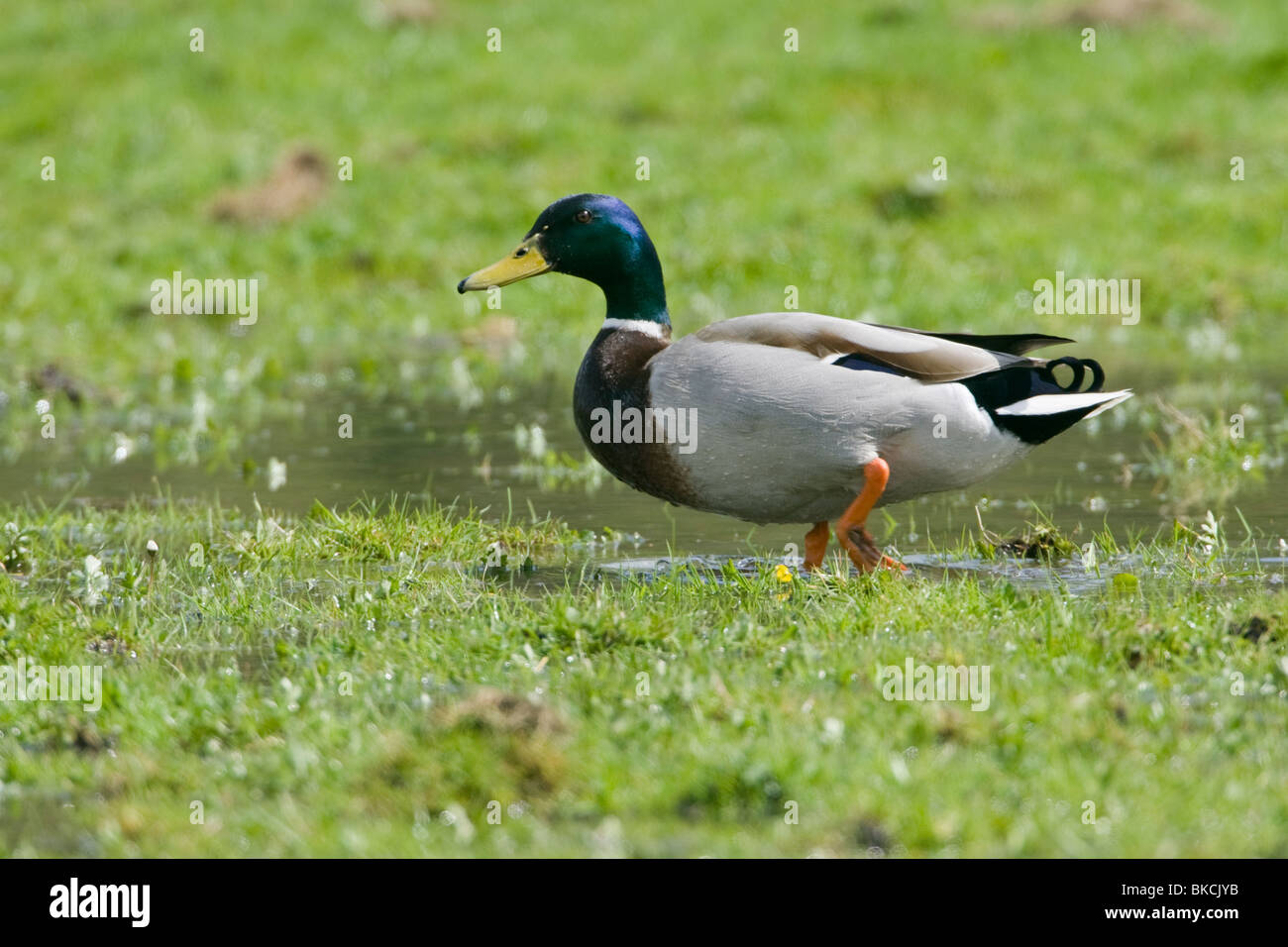 Maschio di Mallard Duck Anas platyrhynchos, camminando su erba in prossimità di acqua Foto Stock