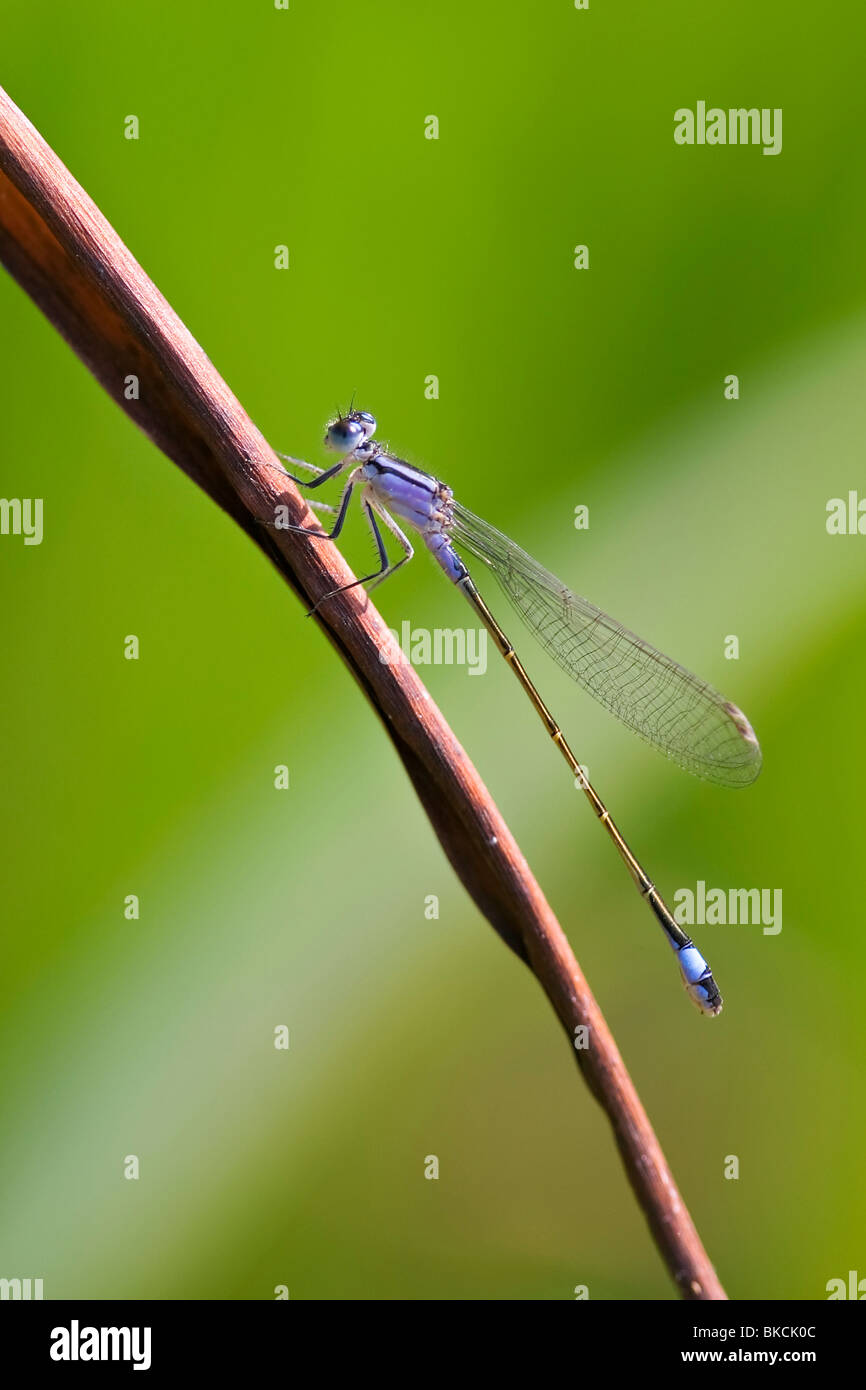 Blu-tailed Damselfly Foto Stock