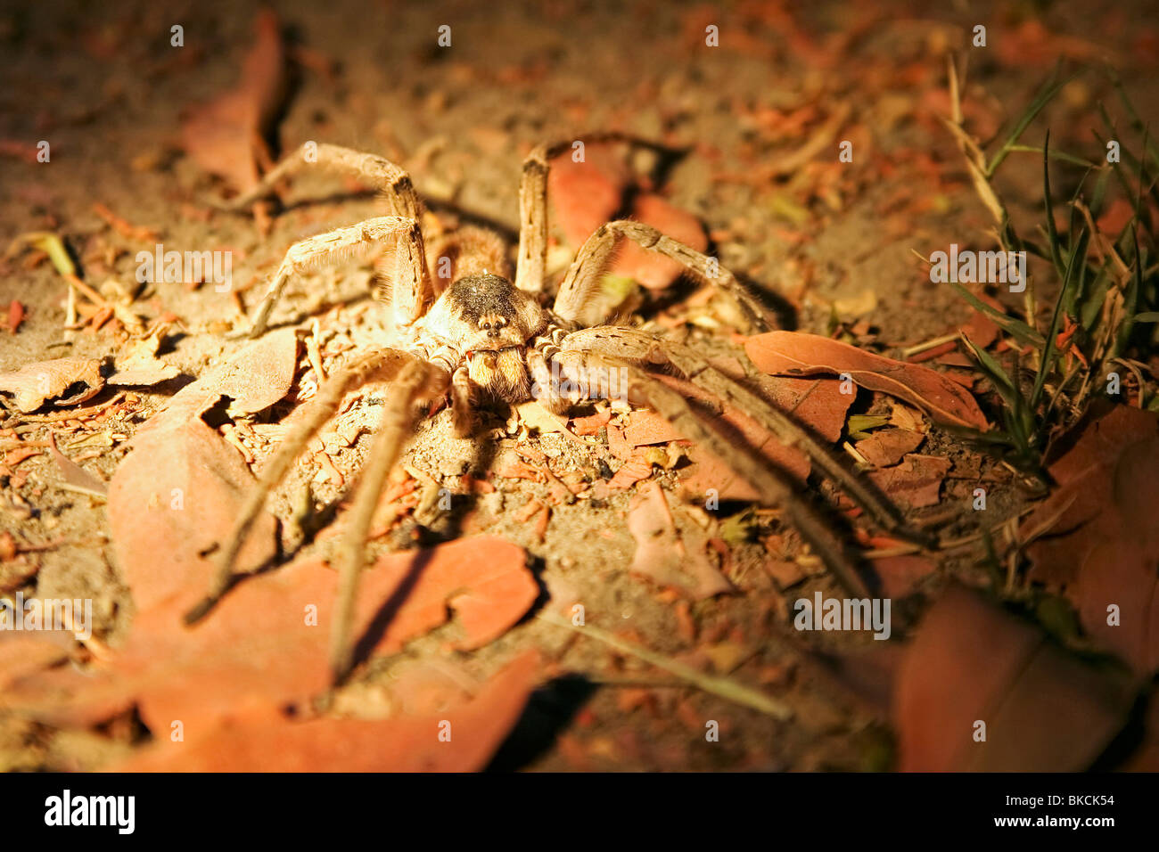 Wolf spider Foto Stock