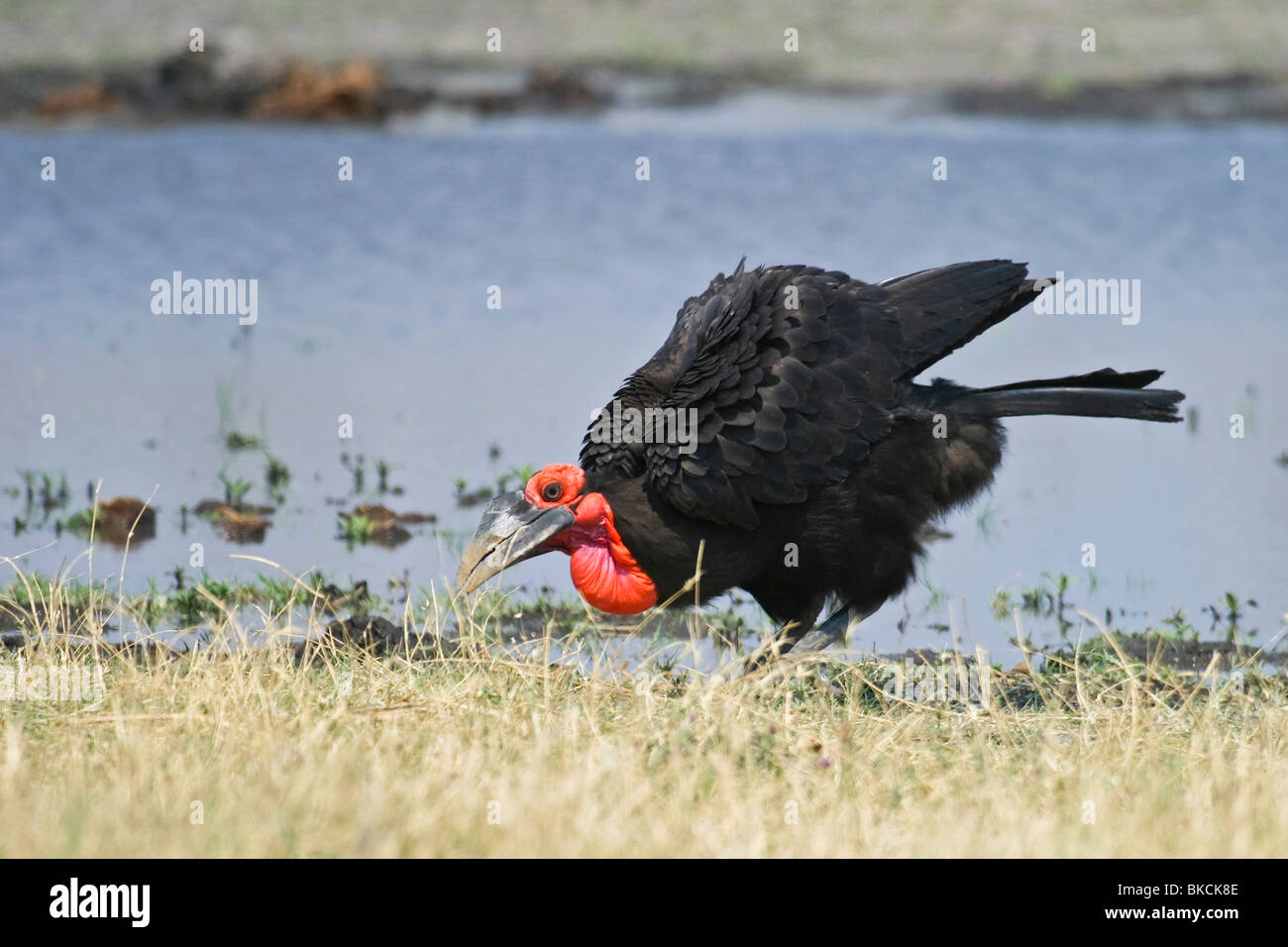 Massa meridionale hornbill Foto Stock