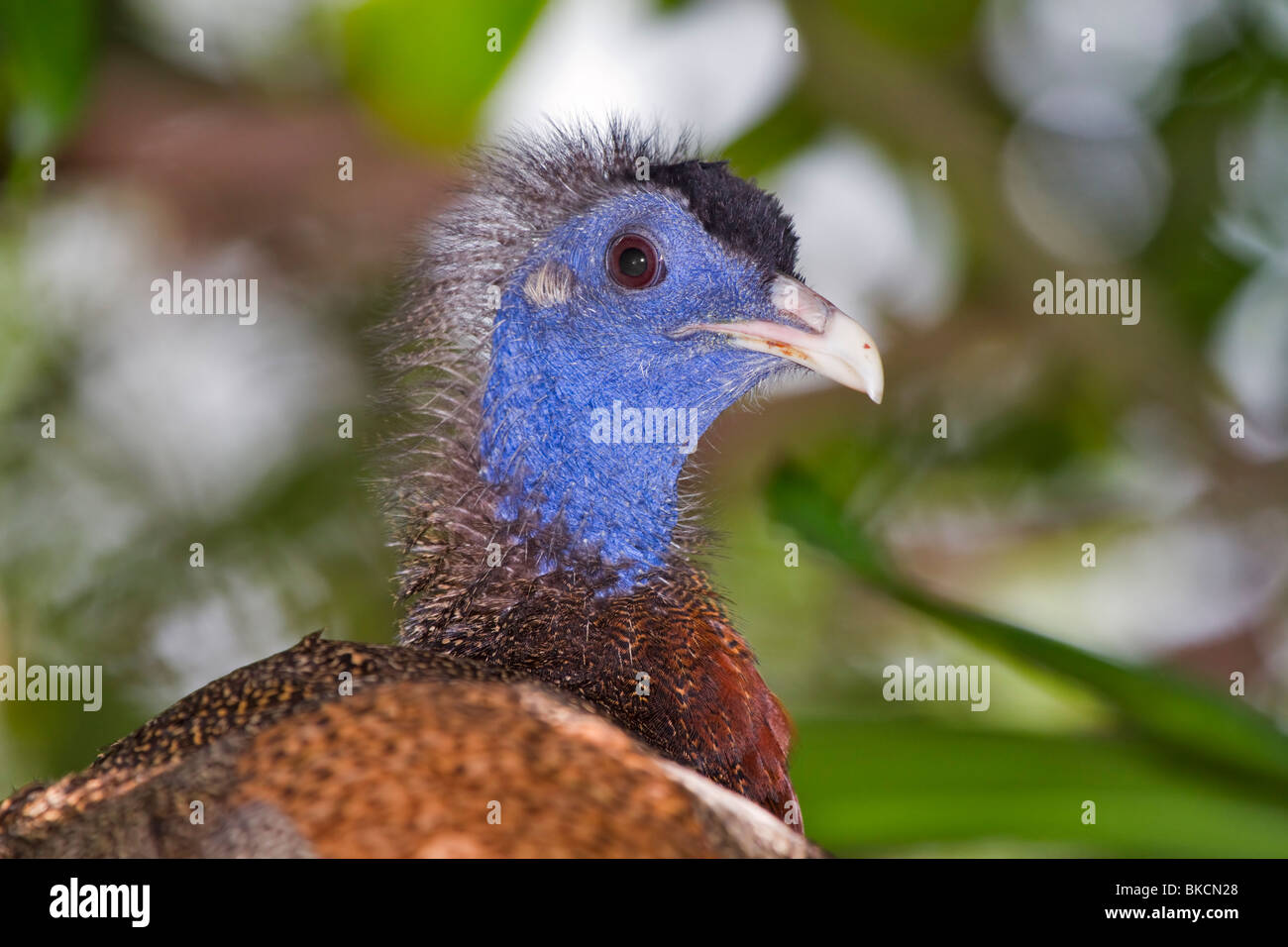 Grande Argus fagiano, Argusianus argus, maschio Foto Stock