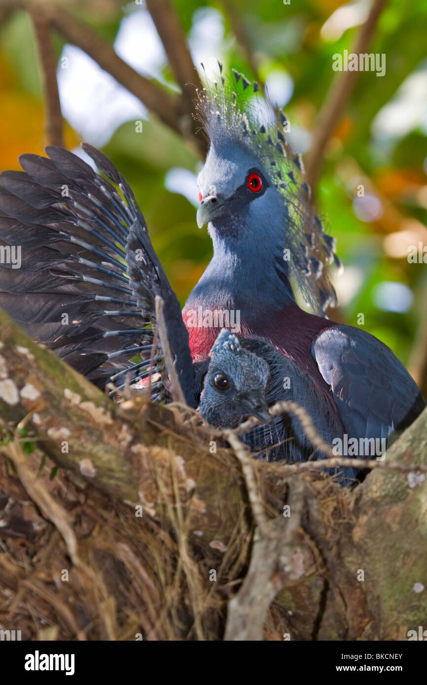 Victoria incoronato Pigeon, Goura victoria, chick stretching parzialmente fledged ali. Foto Stock