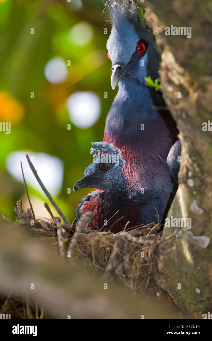 Victoria incoronato Pigeon, Goura victoria, sul nido con pulcino Foto Stock
