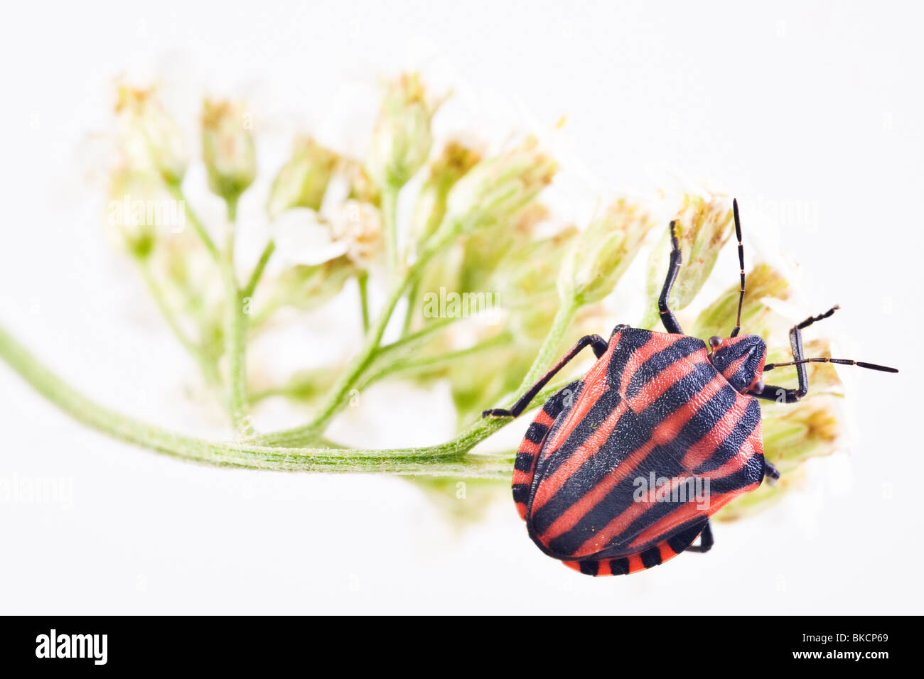 Striped stink bug (Graphosoma lineatum) Foto Stock