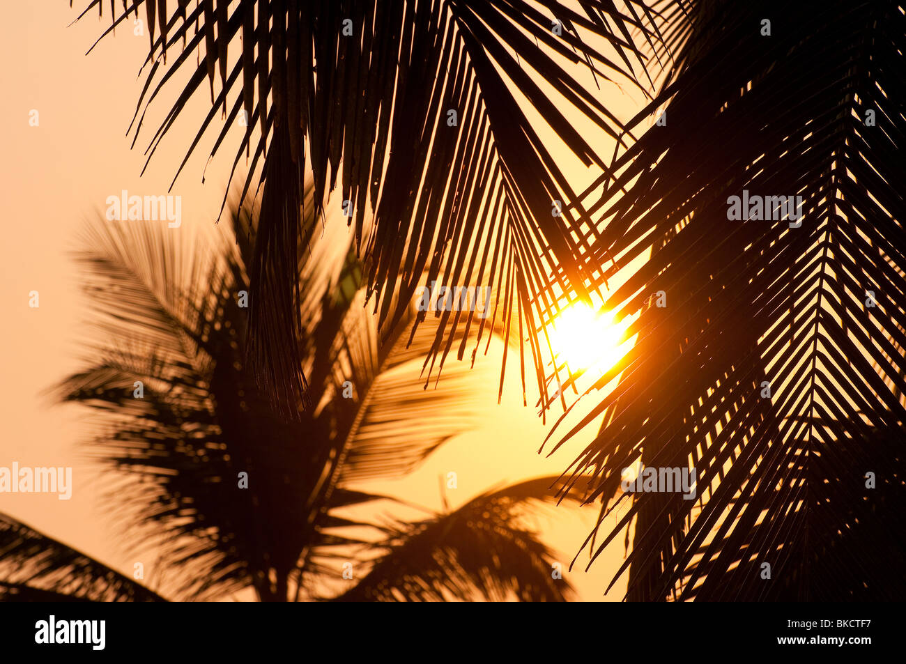 Tramonto con palme di cocco, Hawa spiaggia Kovalam, Kerala, India Foto Stock