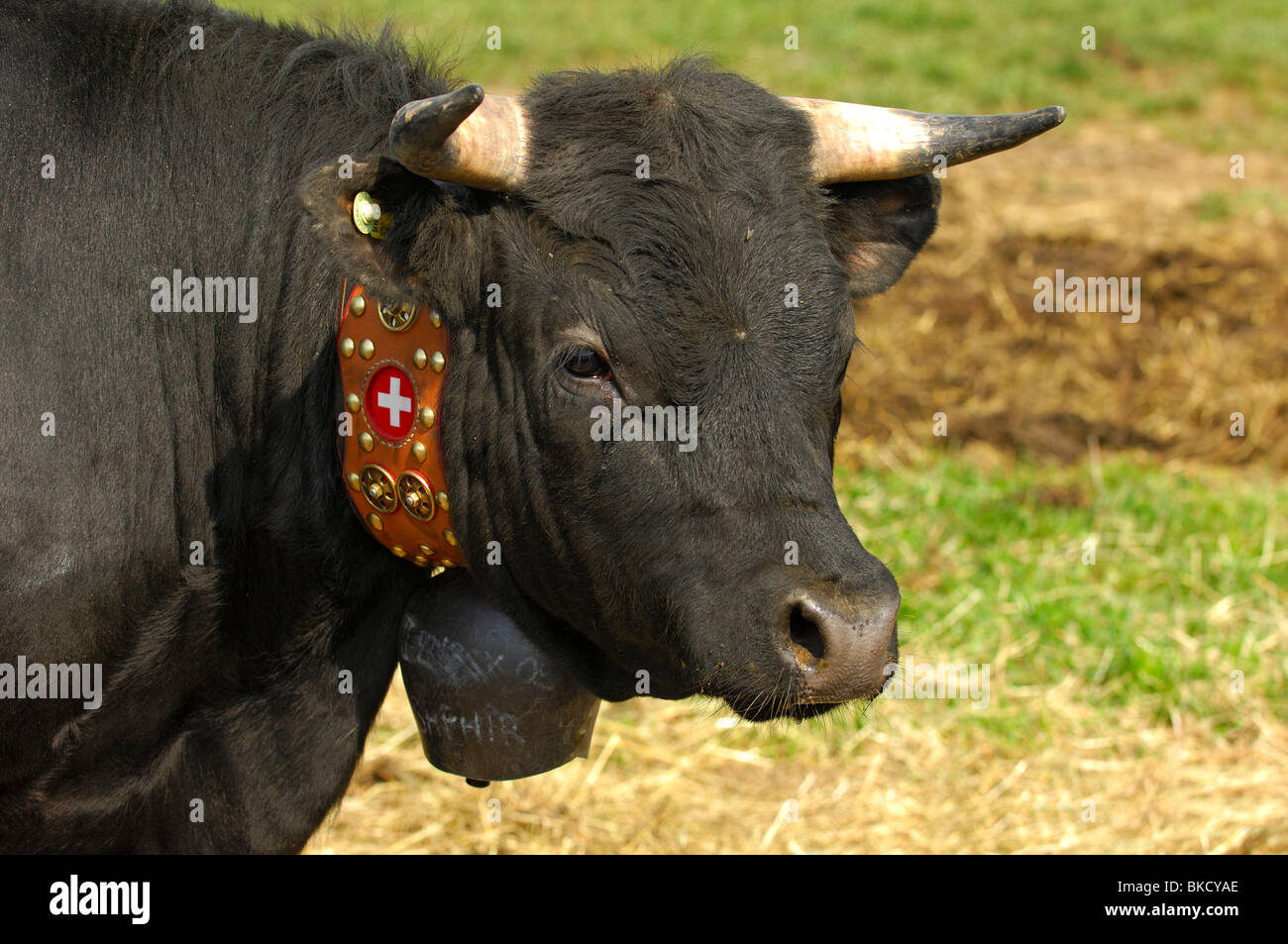 Ritratto di un combattimento Herens cow, Svizzera Foto Stock