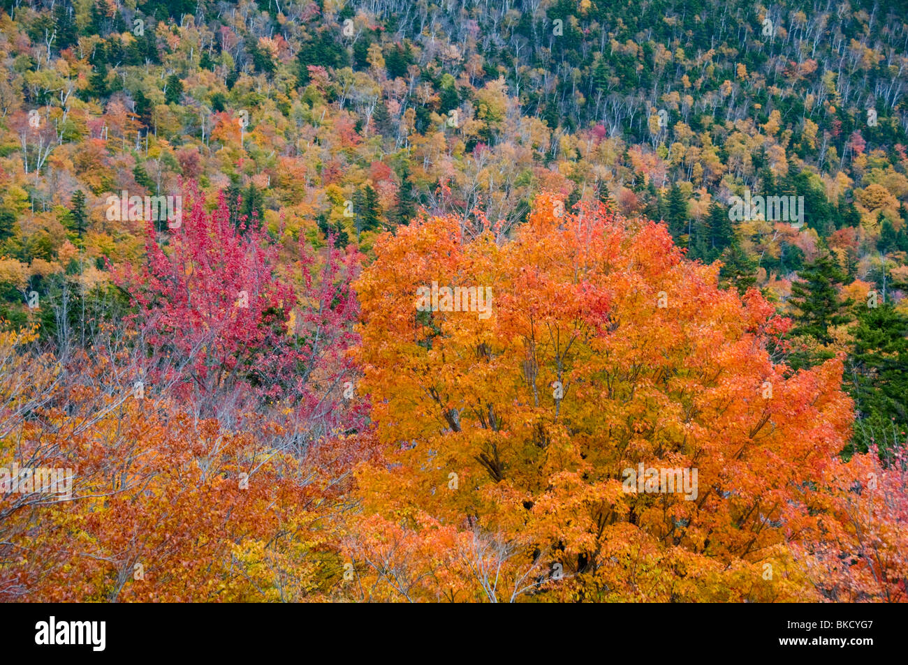 Caduta delle Foglie, Autunno Autunno,colori,Color,colori,Bear tacca Road,Bartlett, White Mountain National Forest, New Hampshire, STATI UNITI D'AMERICA Foto Stock