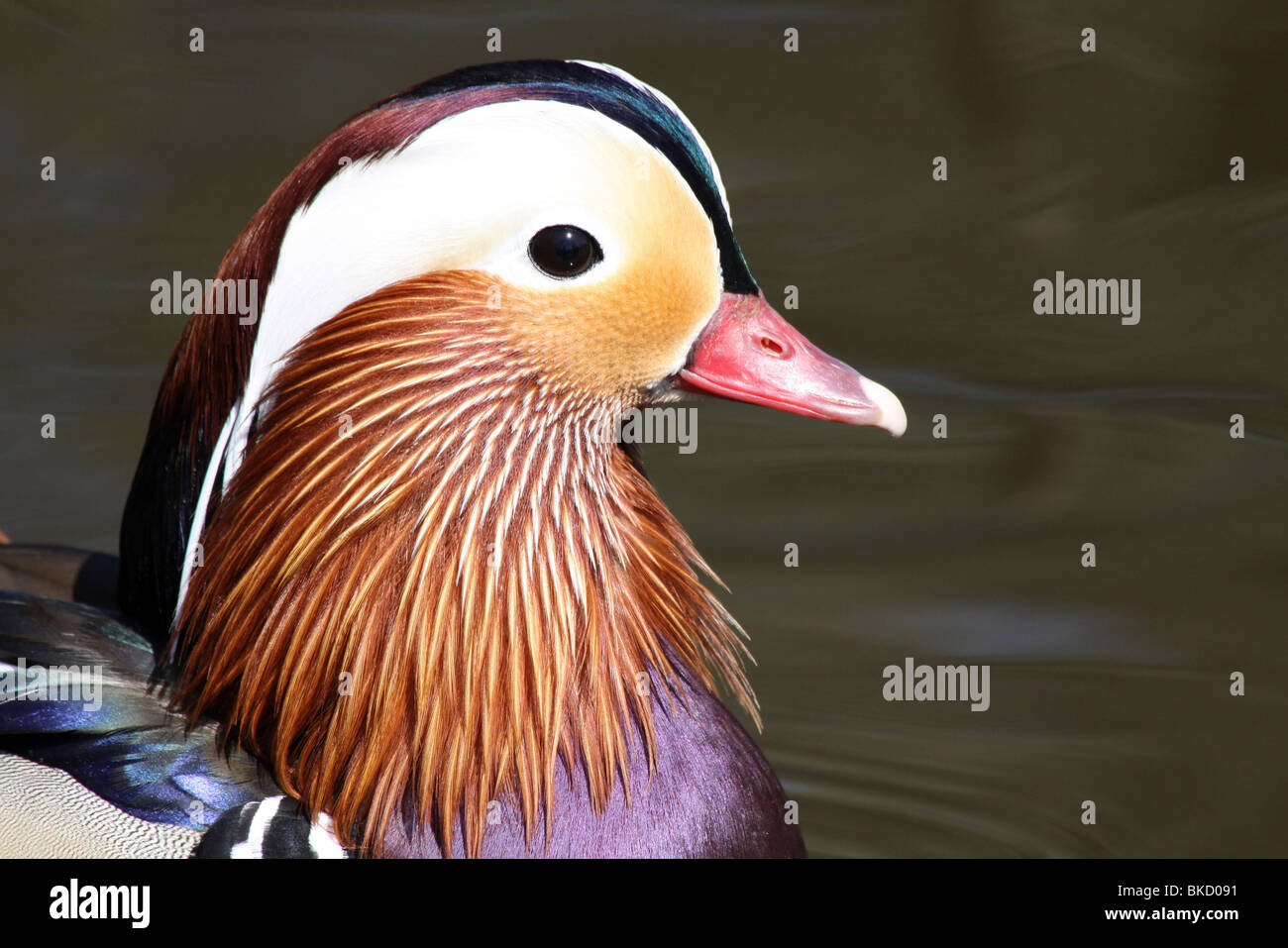 Close-up di maschi di anatra mandarina Aix galericulata testa prese a Martin mera WWT, LANCASHIRE REGNO UNITO Foto Stock