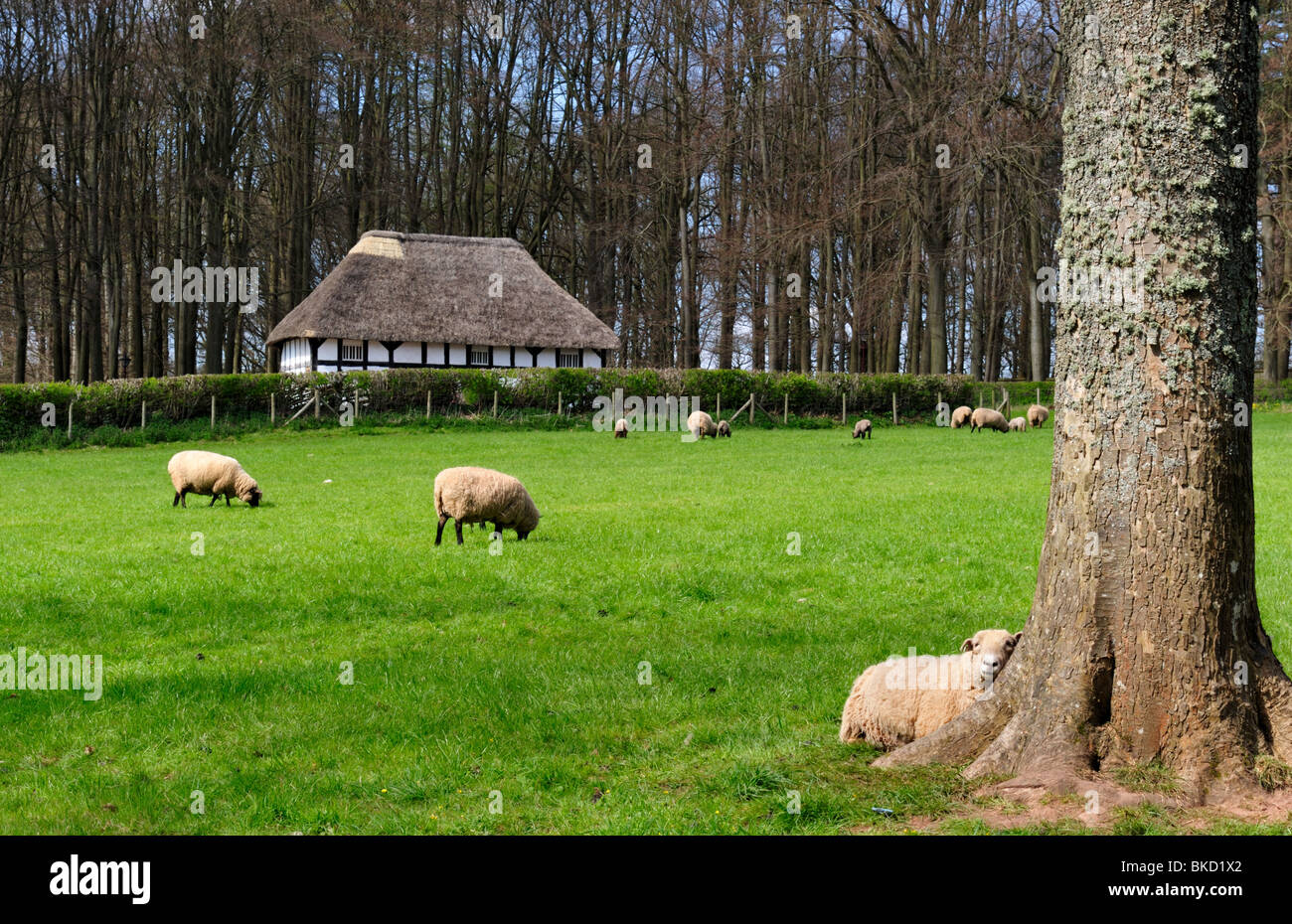 Pecore al pascolo in un campo presso il St Fagans Museum of Welsh Life, Cardiff Foto Stock