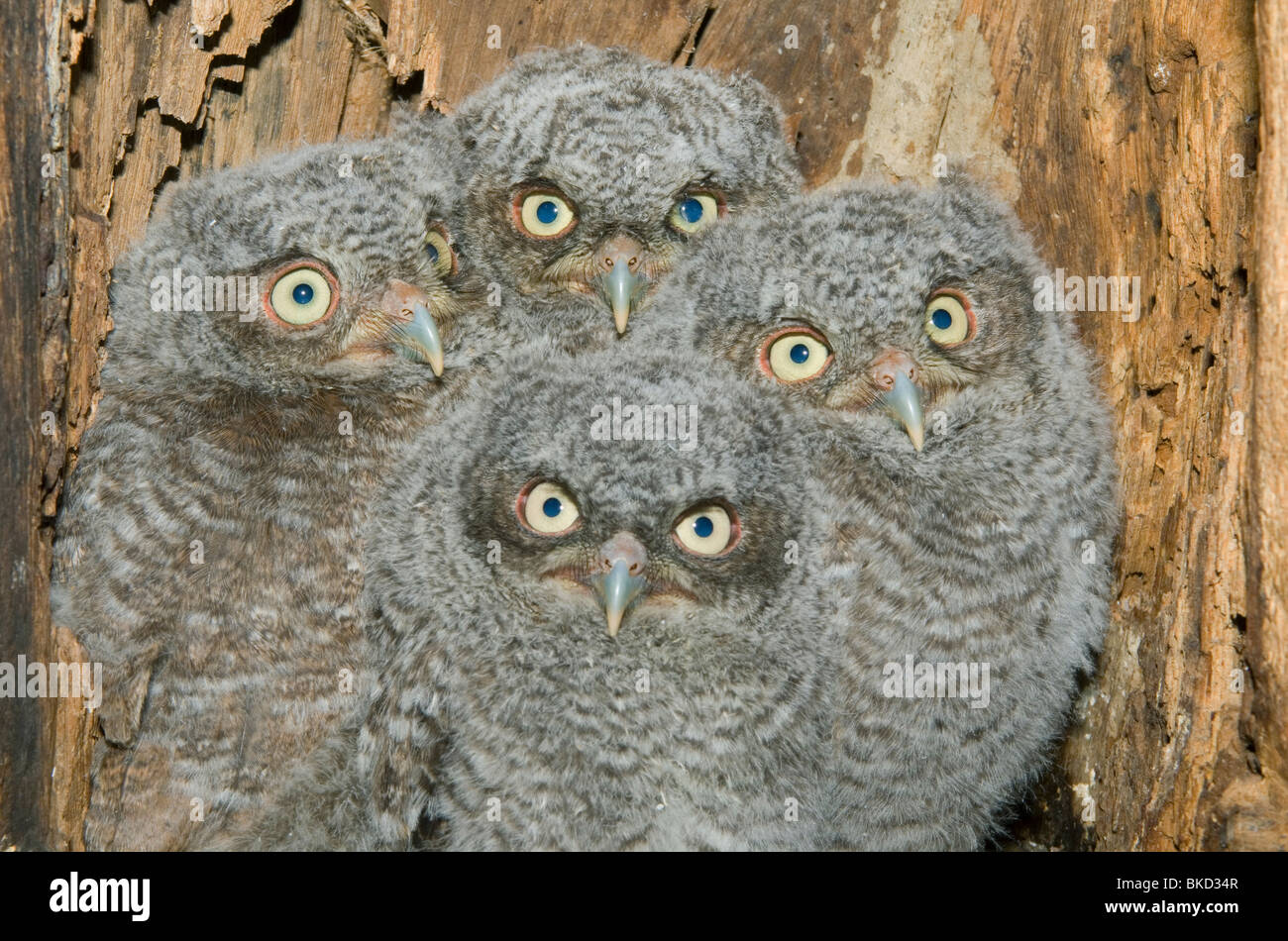 Est della Civetta giovani nella cavità nido 3 1/2 settimane Otus Megascops asio E NA, da Bill Lea/Dembinsky Foto Assoc Foto Stock