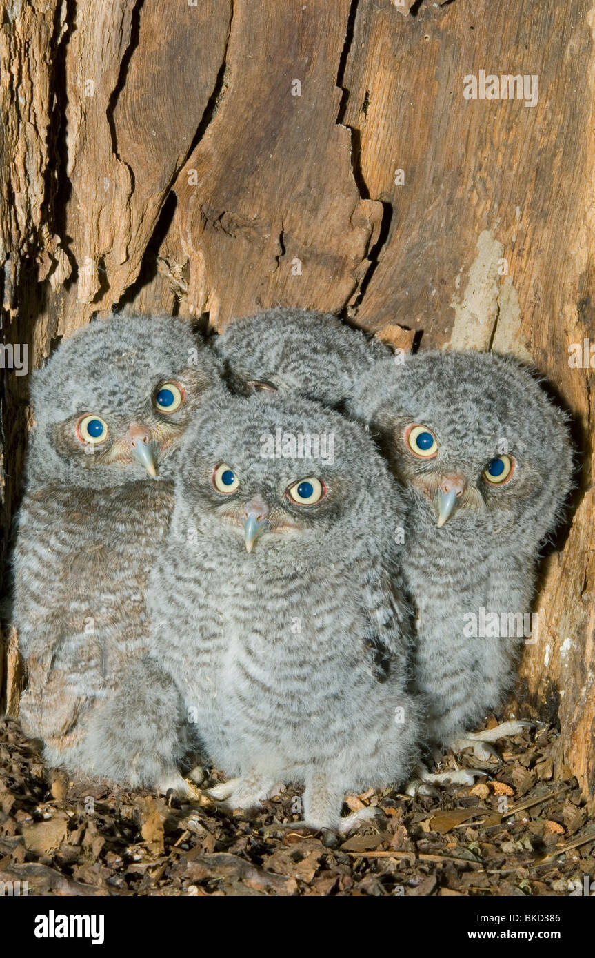 Est della Civetta giovani nella cavità nido 3 1/2 settimane Otus Megascops asio E NA, da Bill Lea/Dembinsky Foto Assoc Foto Stock