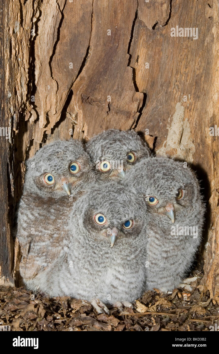 Est della Civetta giovani nella cavità nido 3 1/2 settimane Otus Megascops asio E NA, da Bill Lea/Dembinsky Foto Assoc Foto Stock