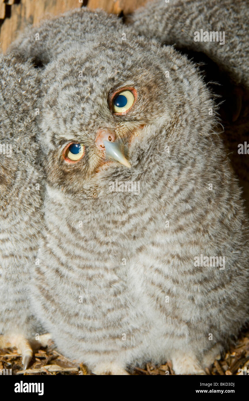 Est della Civetta giovani nella cavità nido 3 1/2 settimane Otus Megascops asio E NA, da Bill Lea/Dembinsky Foto Assoc Foto Stock
