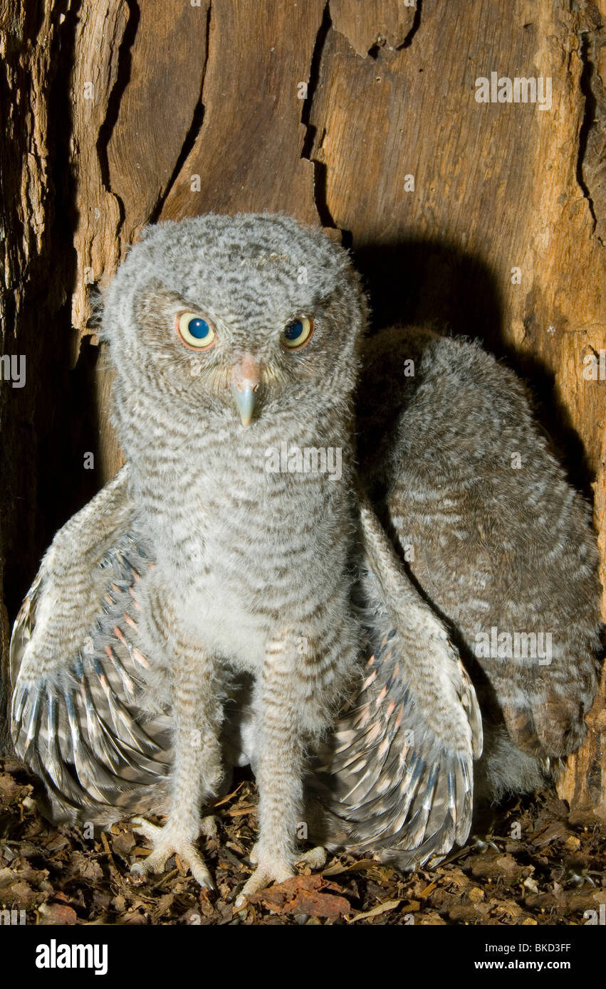 Est della Civetta giovani nella cavità nido 3 1/2 settimane Otus Megascops asio E NA, da Bill Lea/Dembinsky Foto Assoc Foto Stock
