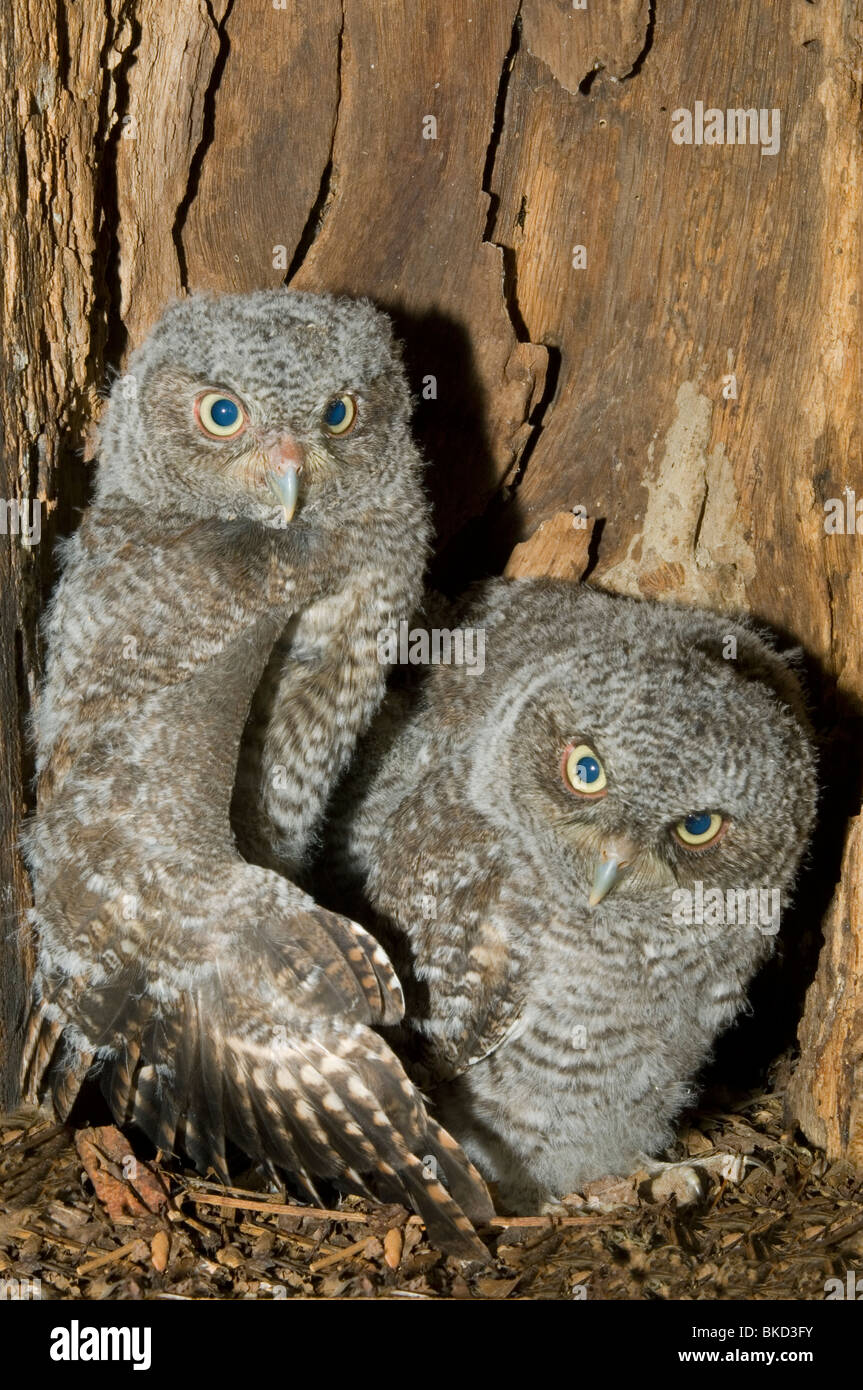 Est della Civetta giovani nella cavità nido 3 1/2 settimane Otus Megascops asio E NA, da Bill Lea/Dembinsky Foto Assoc Foto Stock