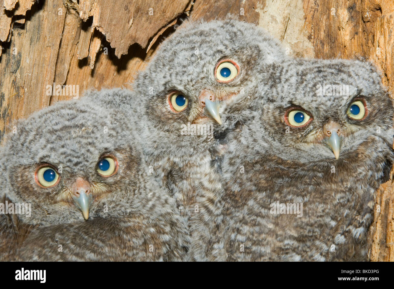 Est della Civetta giovani nella cavità nido 3 1/2 settimane Otus Megascops asio E NA, da Bill Lea/Dembinsky Foto Assoc Foto Stock