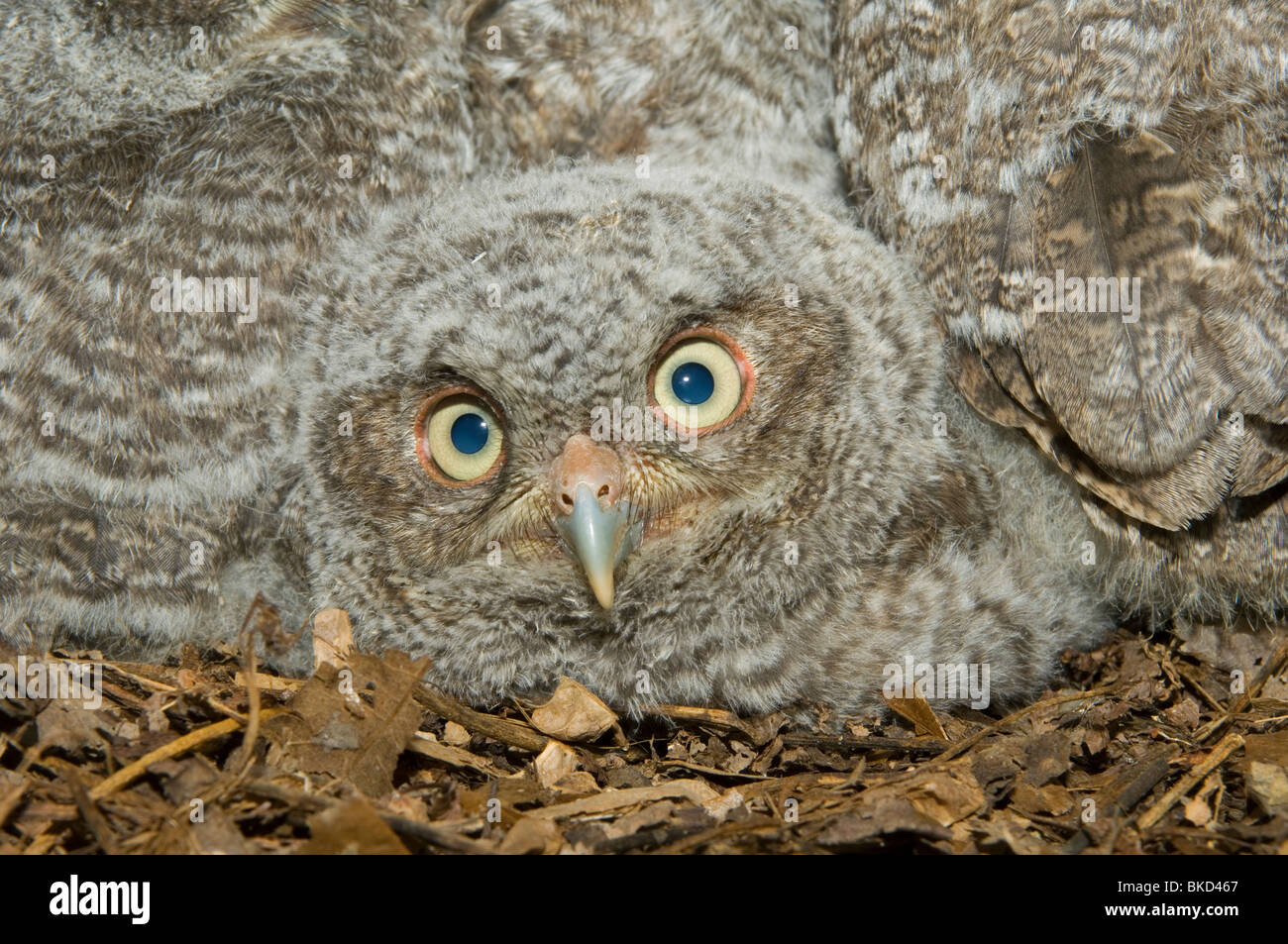 Est della Civetta giovani nella cavità nido 3 1/2 settimane Otus Megascops asio E NA, da Bill Lea/Dembinsky Foto Assoc Foto Stock