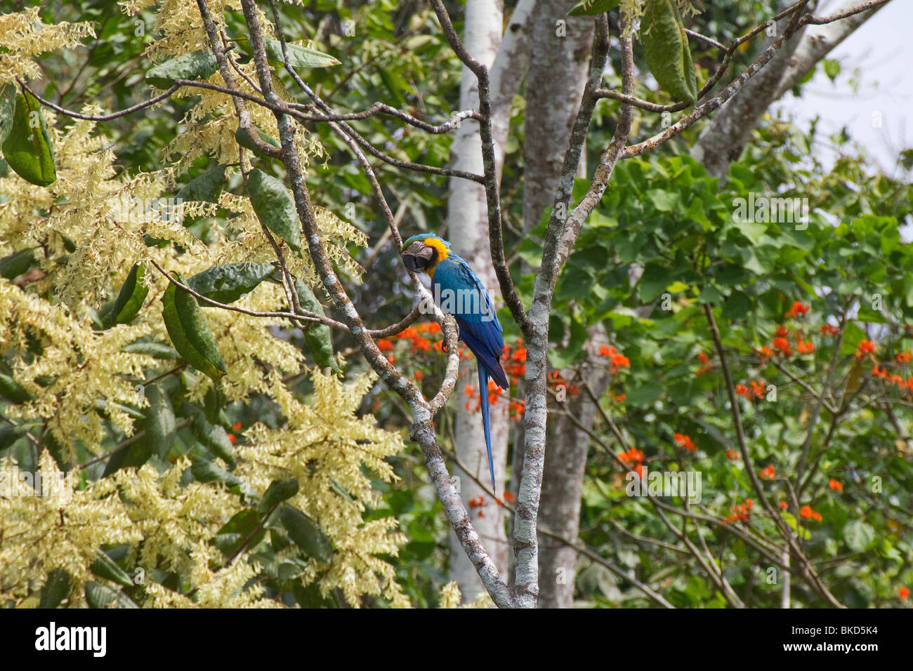 BT-279D; blu-giallo MACAW con sementi POD Foto Stock