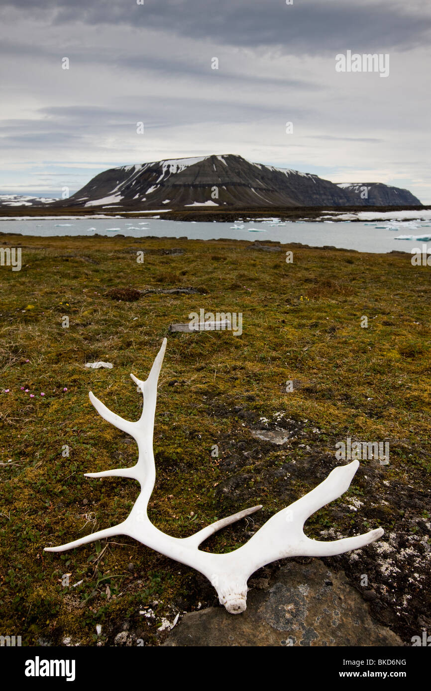Norvegia Isole Svalbard, Edgeoya Isola, corna di renne sulla tundra sotto le montagne lungo la baia di Habenichtbukta Foto Stock