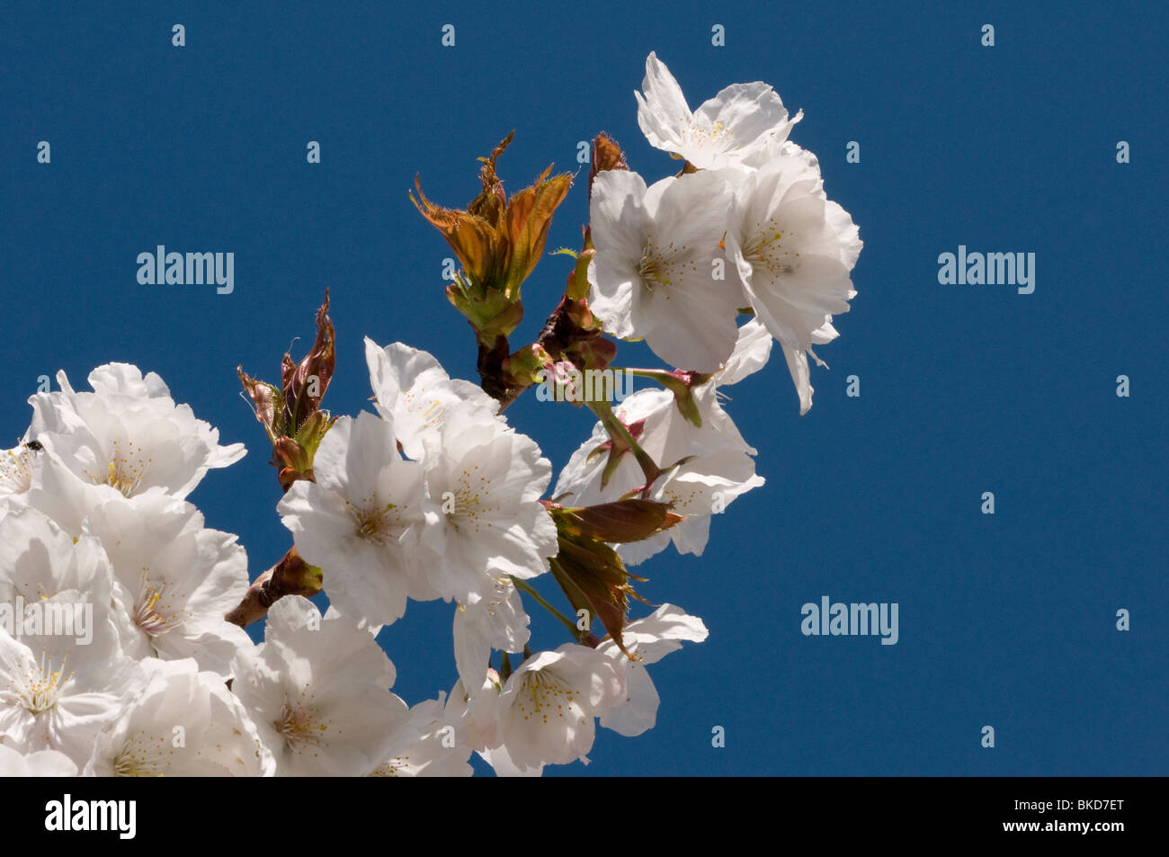 Fiore di Ciliegio su un albero ciliegio in primavera Foto Stock