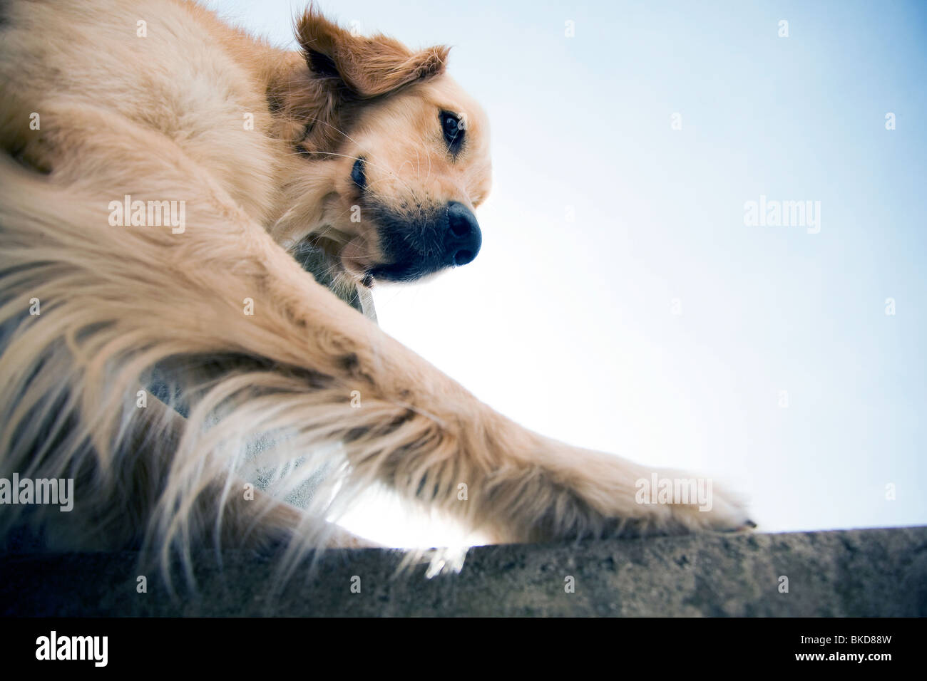 Bassa angolazione di una golden retriever. Foto Stock