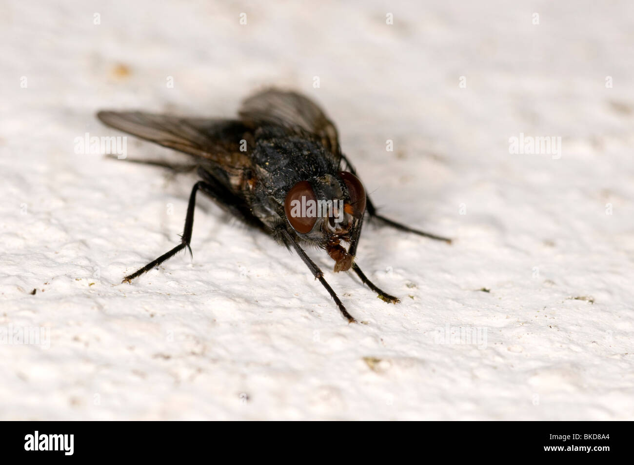 Una chiusura di un volo su un dipinto di bianco di parete che mostra apparato boccale. Foto Stock