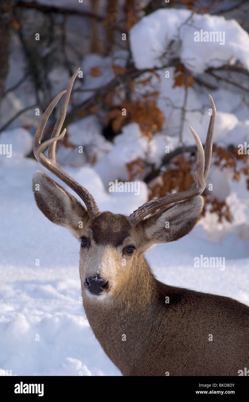 Mule Deer in inverno Foto Stock