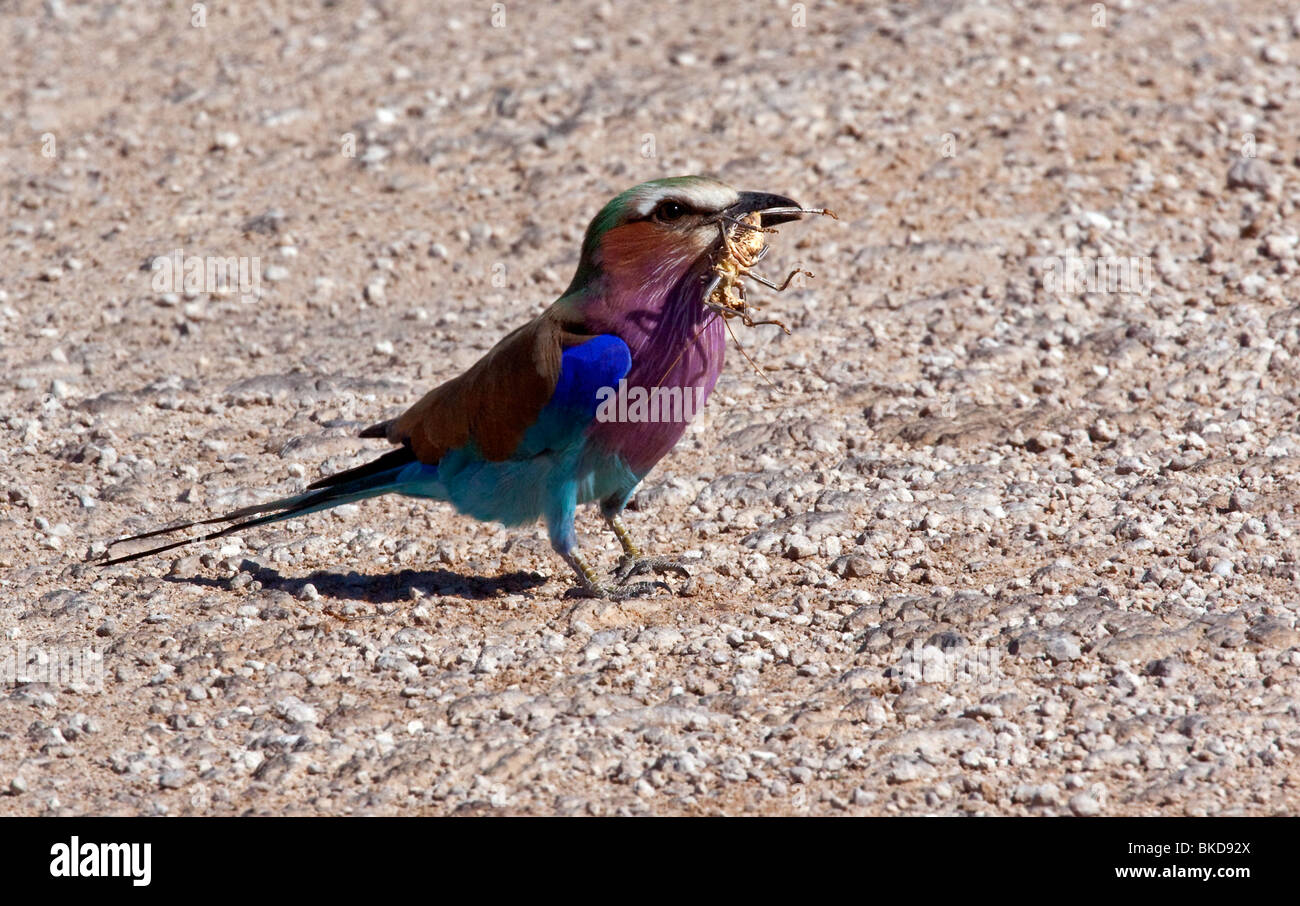 Rullo Lilacbreasted (Coracias caudatus) nel Parco Nazionale Etosha in Namibia Foto Stock