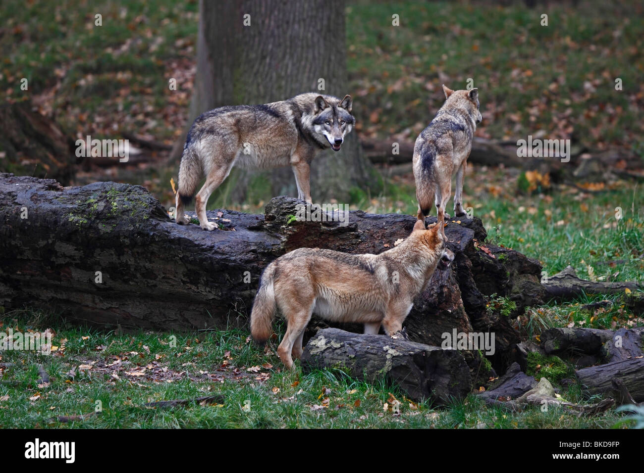 Lupo, Canis lupus,, Foto Stock