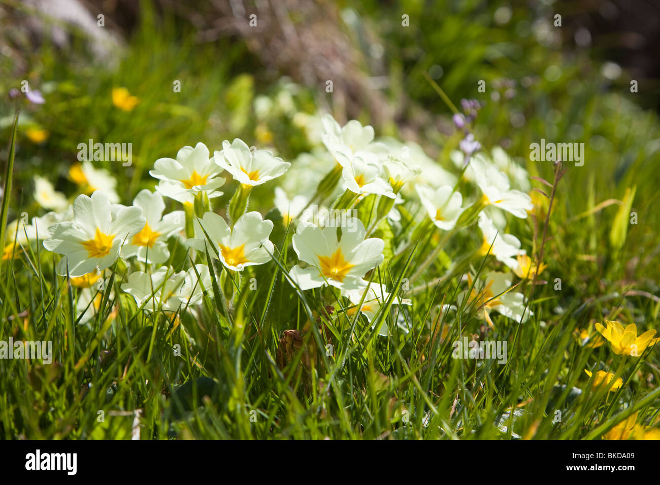 Primule Primula vulgaris in fiore sulla isola di Caldey Pembrokeshire Wales UK Foto Stock