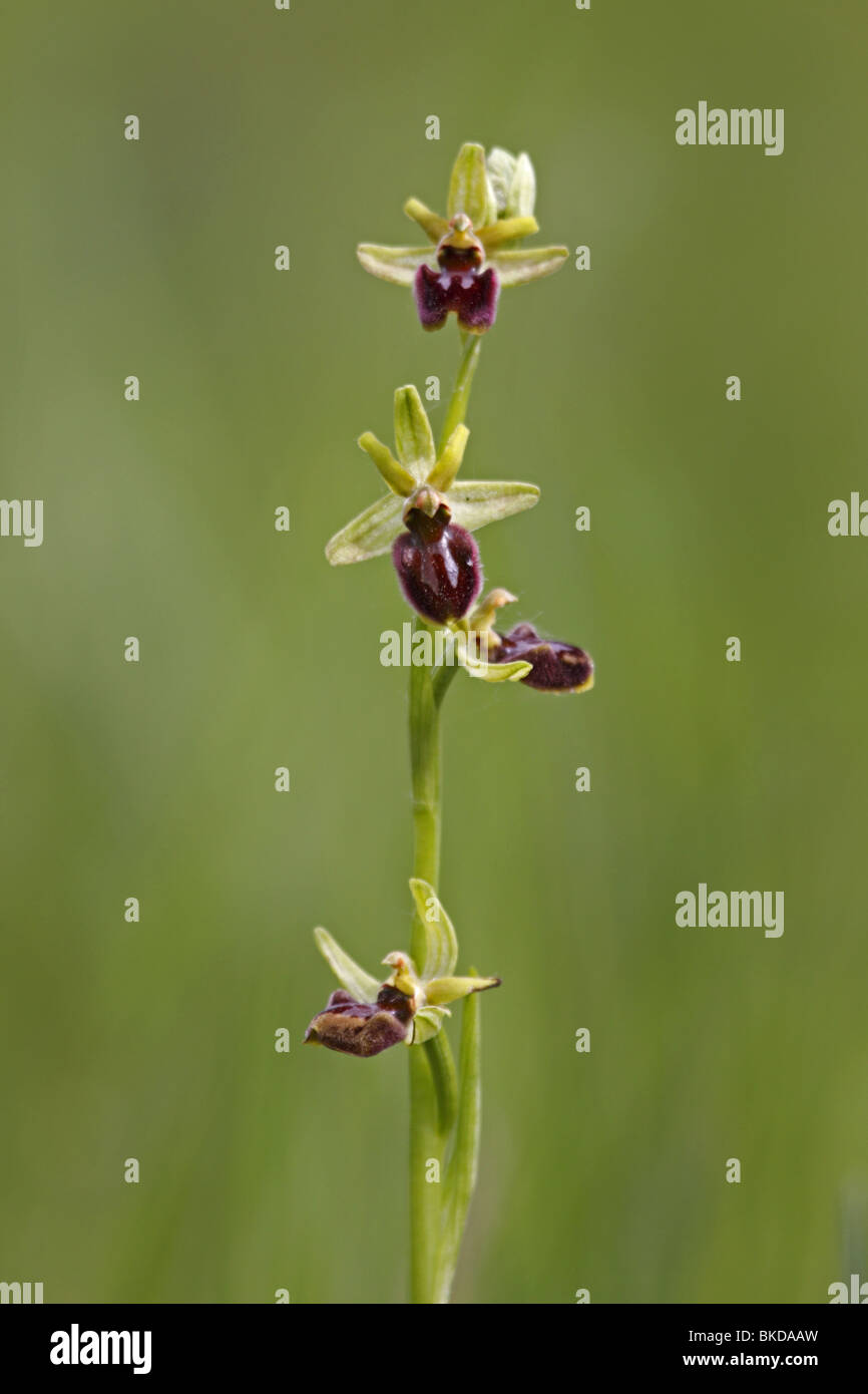 Spinnenragwurz, Ragwurz, Orchidee, ophrys, sphegodes, inizio, Spider, Orchidea Foto Stock