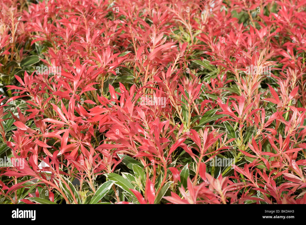 Sarcococca japonica "flaming Silver" Foto Stock