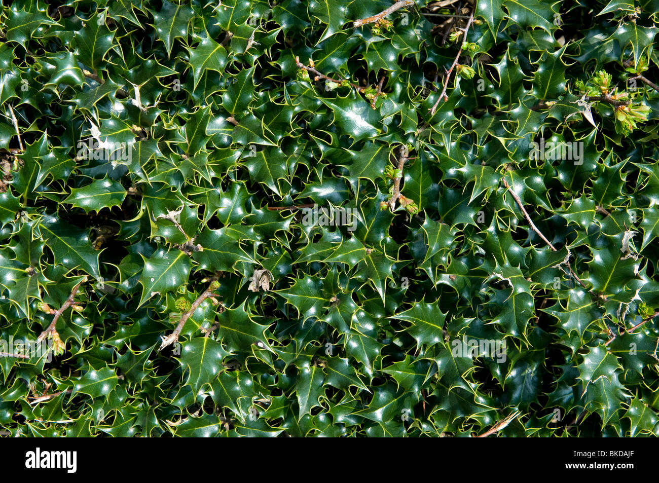 Unione Holly (Ilex aquifolium) foglie. Foto Stock
