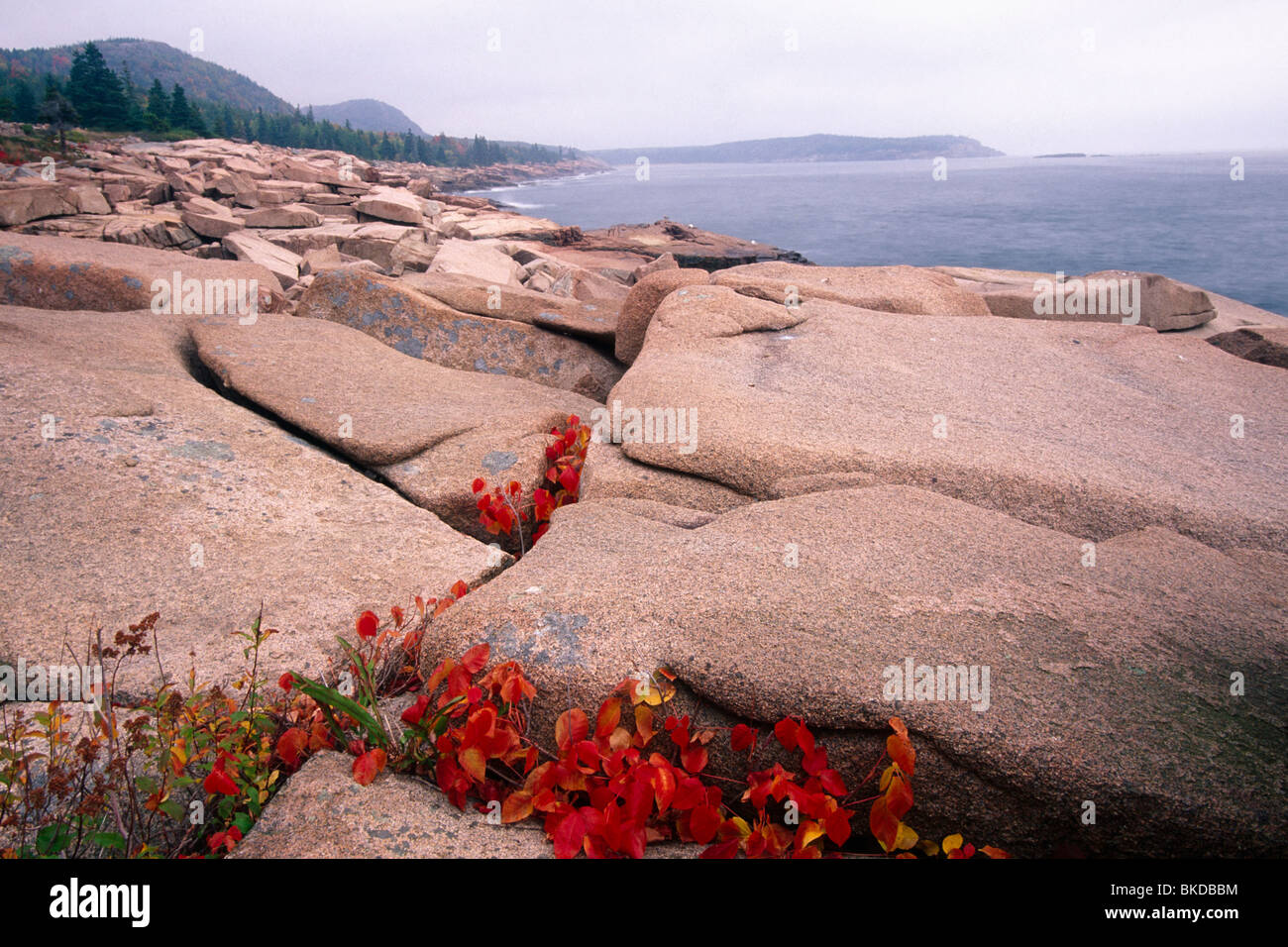 Costa con rocce di granito Acadia Nat'l parco, Maine Foto Stock