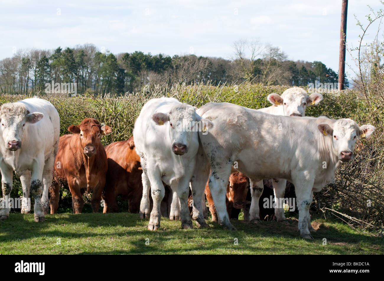 Miscelati Charolais allevamento in Nunnington, North Yorkshire Foto Stock