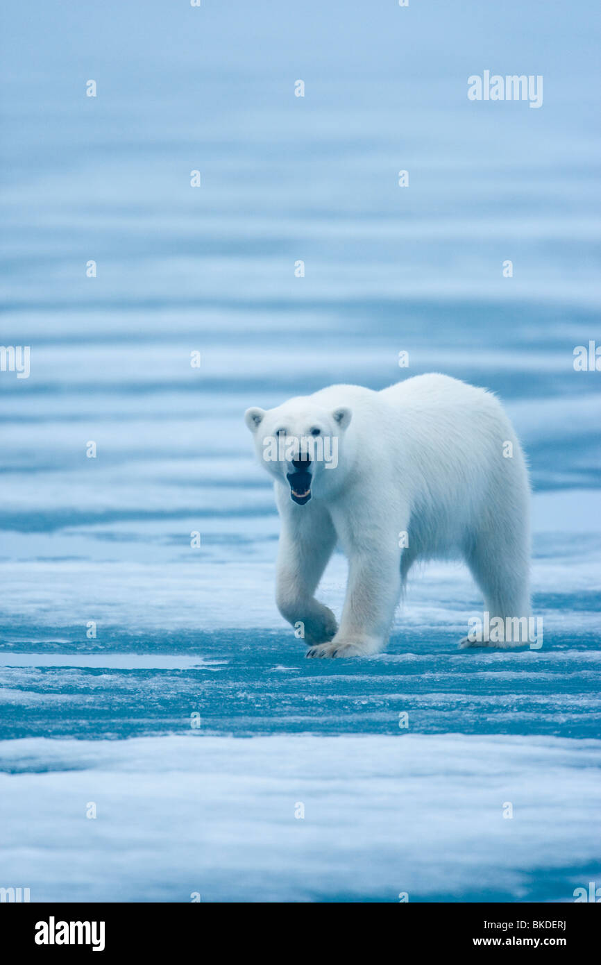 Norvegia Isole Svalbard, orso polare (Ursus maritimus) nella nebbia su ghiaccio a Lady Franklin fiordo vicino al Lady punto Nordaustlandet Foto Stock