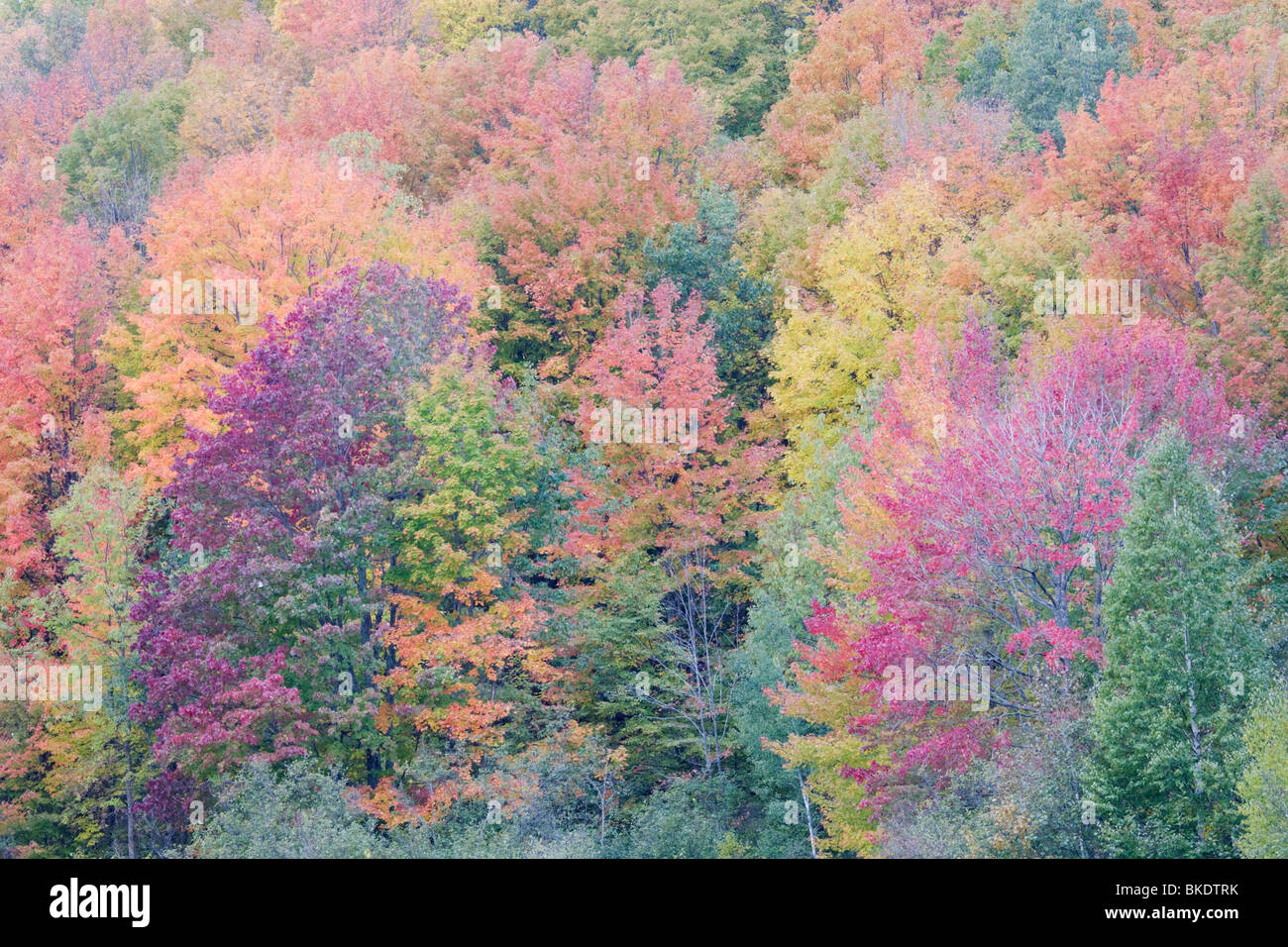 Colore di autunno - boschi di acero Penisola Superiore Michigan, USA LA004668 Foto Stock