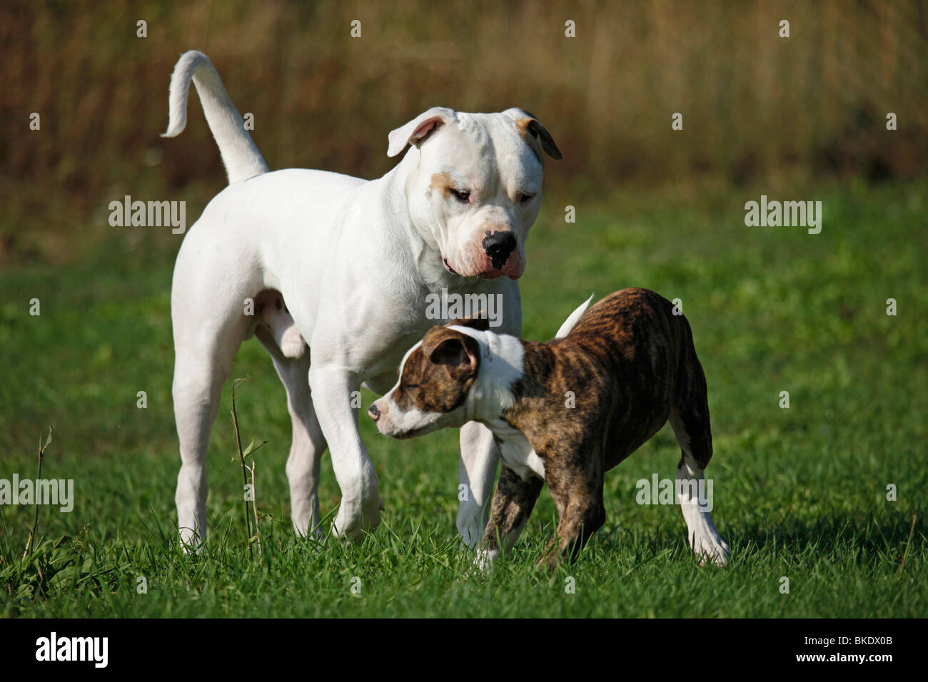 American Bulldog Foto Stock