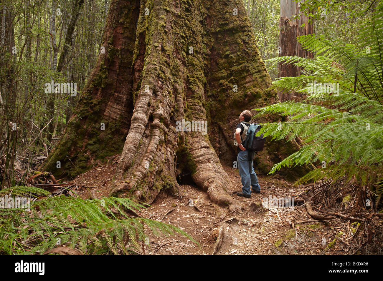 Palude gigante di gomma ( Eucalyptus regnans ), alti alberi a piedi, Monte campo Parco Nazionale, Tasmania, Australia Foto Stock