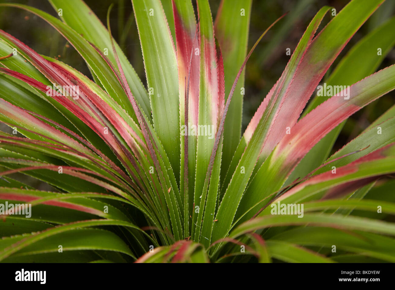 Impianto Pandani ( Richea pandanifolia ), Pandani Grove la natura a piedi, Lago Dobson, Monte campo Parco Nazionale, Tasmania, Australia Foto Stock