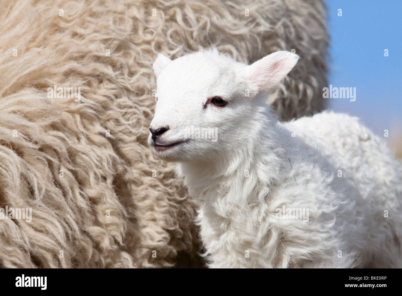 La molla di agnello in Galles, Gran Bretagna, Regno Unito Foto Stock
