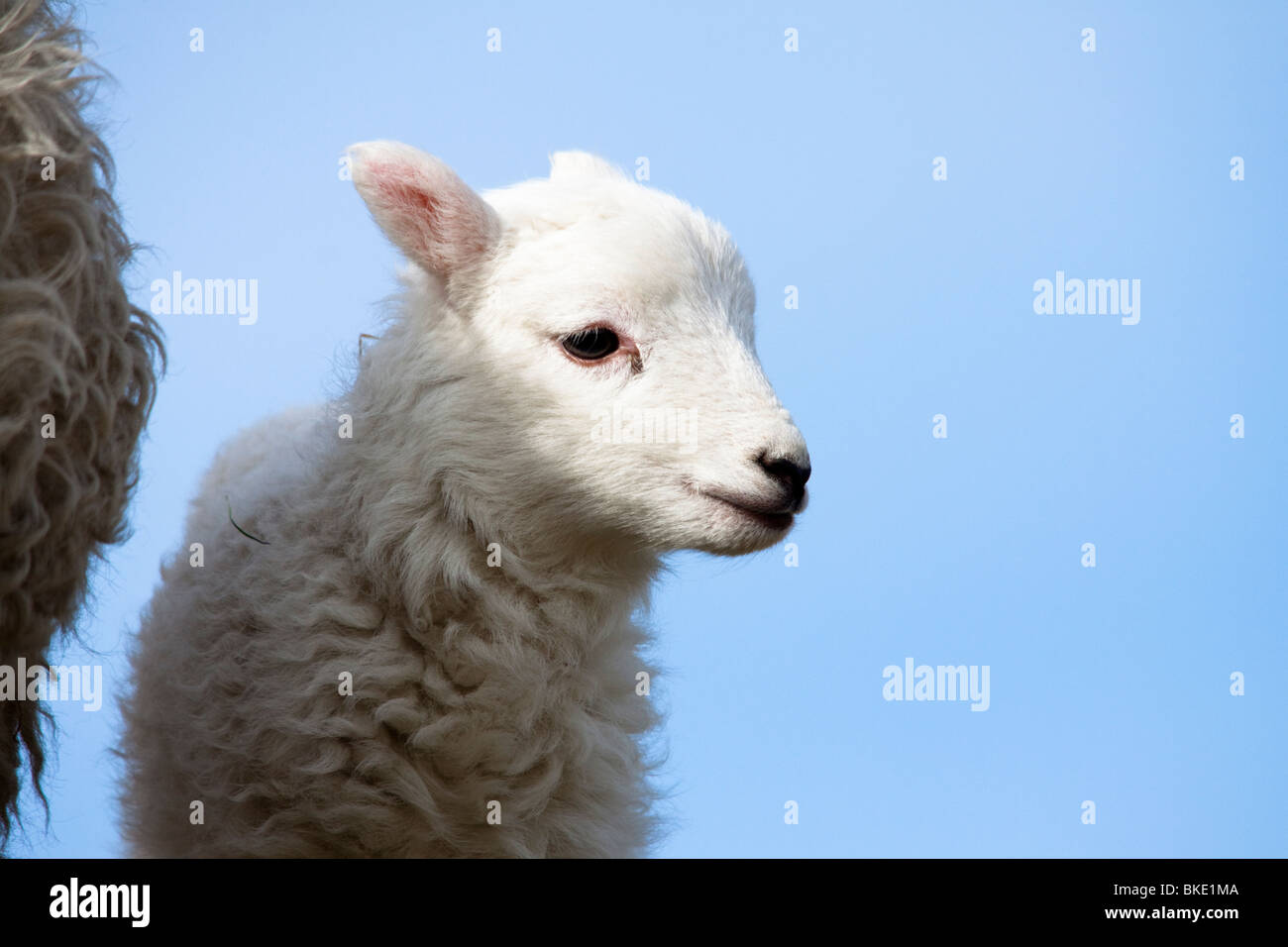 La molla di agnello in Galles, Gran Bretagna, Regno Unito Foto Stock