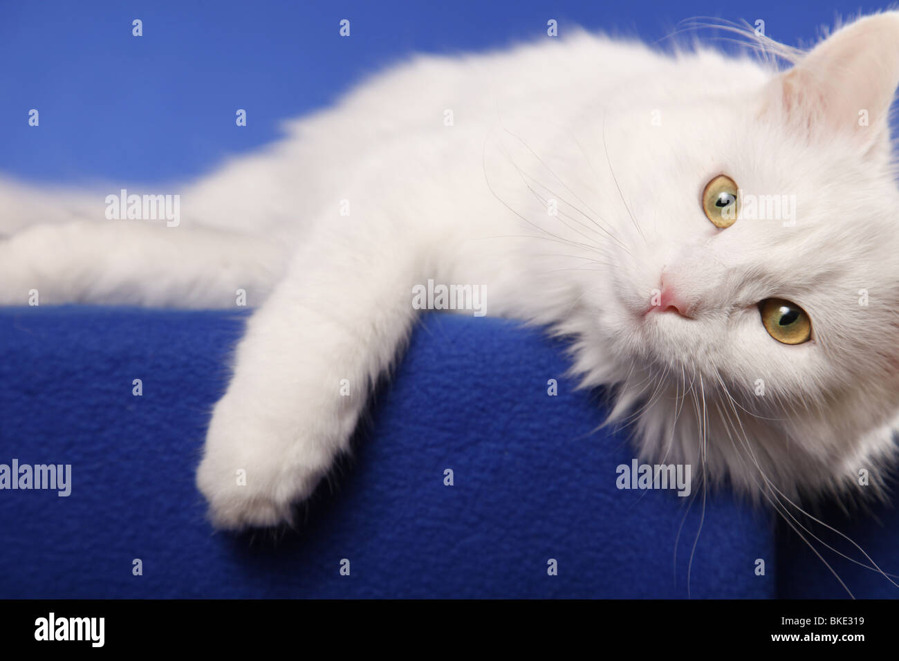 Liegende Sibirische Katze / giacente Gatto Siberiano Foto Stock