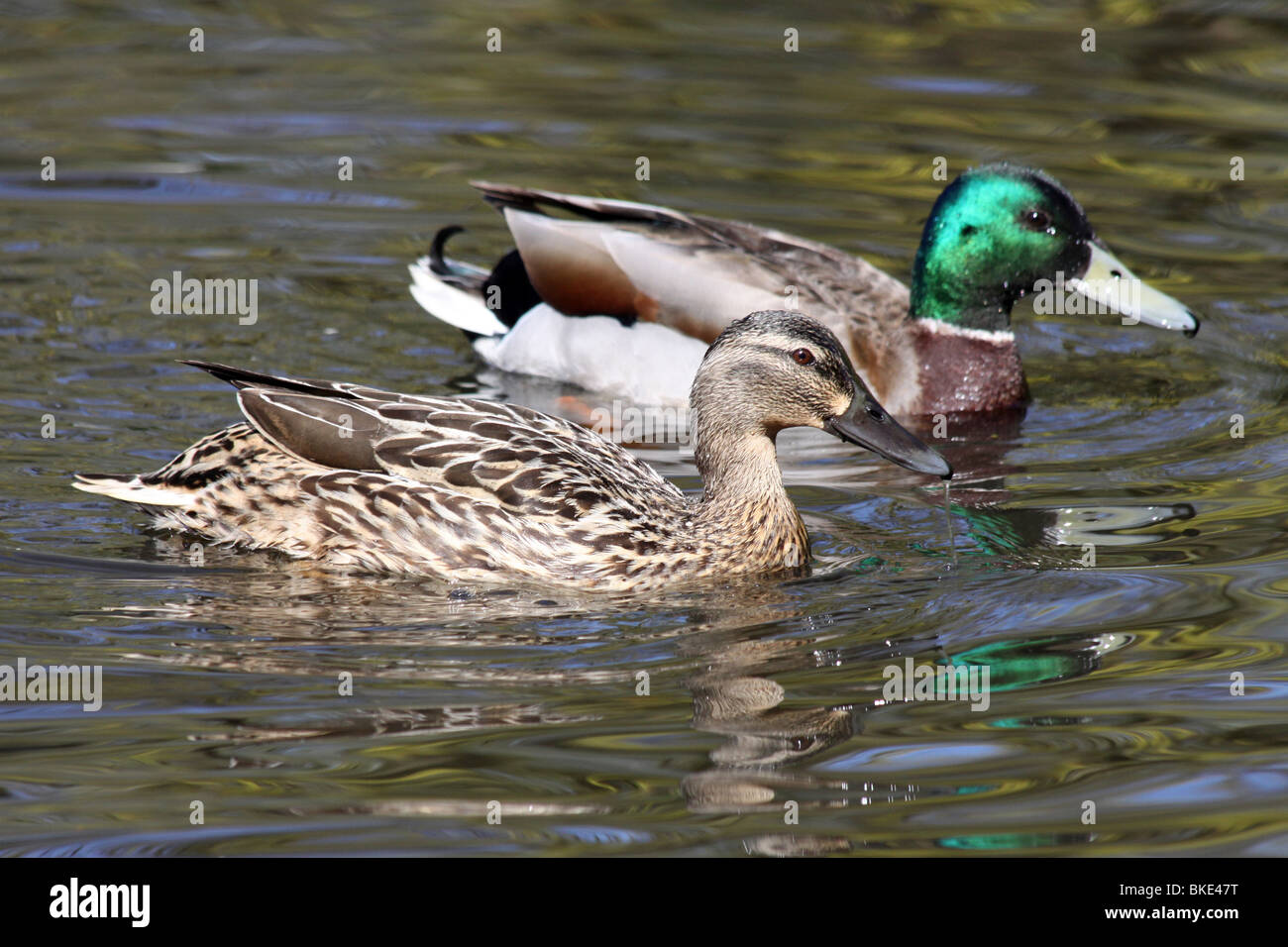 Coppia di Germani Reali Anas platyrhynchos nuoto a Martin mera WWT, LANCASHIRE REGNO UNITO Foto Stock