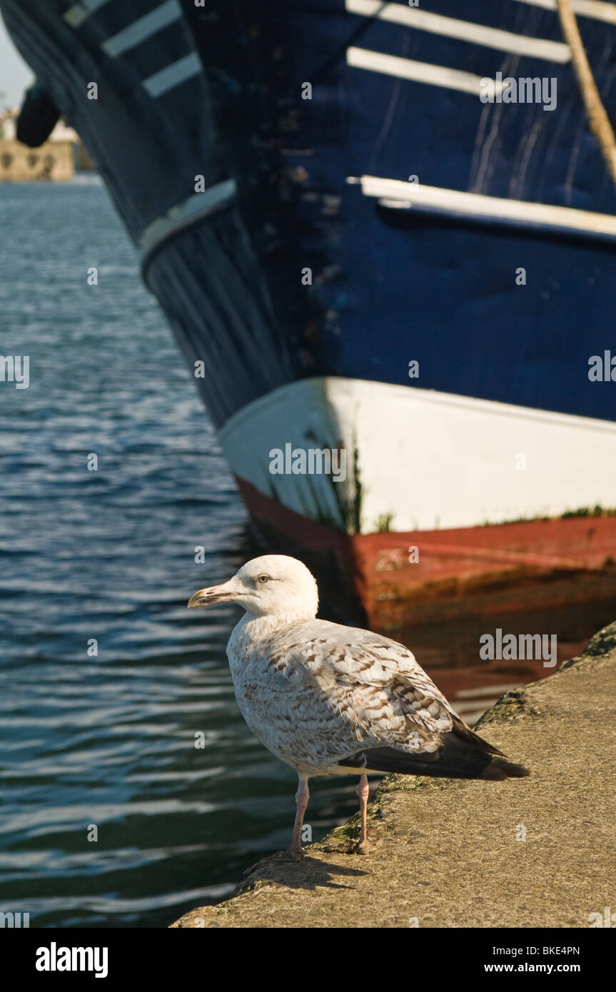 Giovani aringhe Gull e peschereccio al Porto di Newlyn Cornwall Inghilterra Occidentale Foto Stock