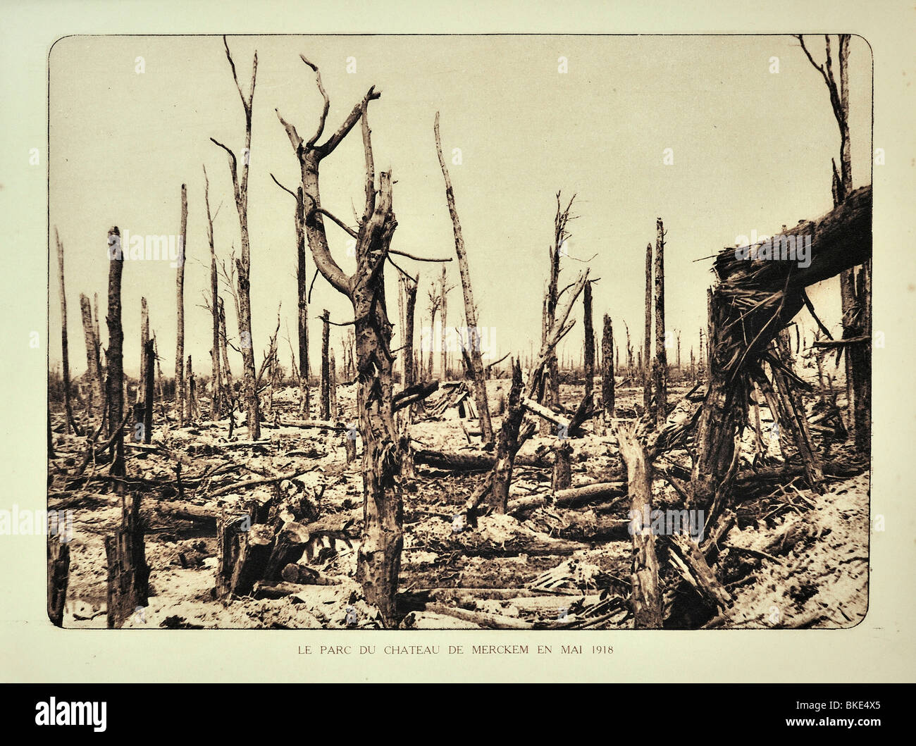 Rotture di alberi dopo la prima guerra mondiale il bombardamento / decorticatura alla Merkem parco del castello in Fiandra occidentale durante la Prima Guerra Mondiale uno, Belgio Foto Stock