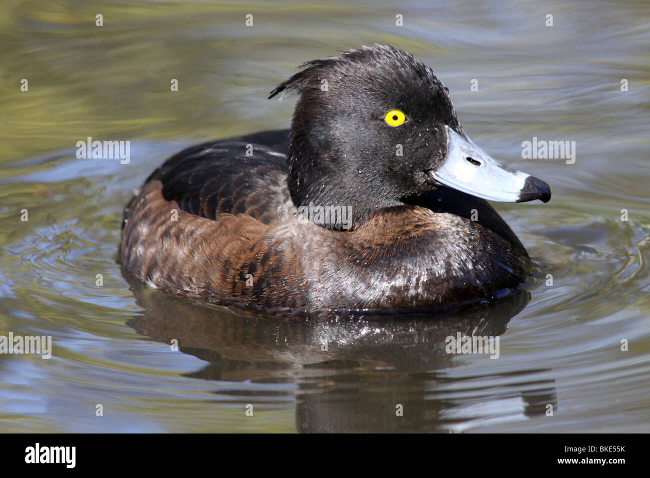 Femmina di Moretta Aythya fuligula nuotare in acqua a Martin mera WWT, LANCASHIRE REGNO UNITO Foto Stock